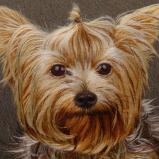 Yorkshire Terrier with Short Hair