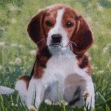 Beagle in a Field