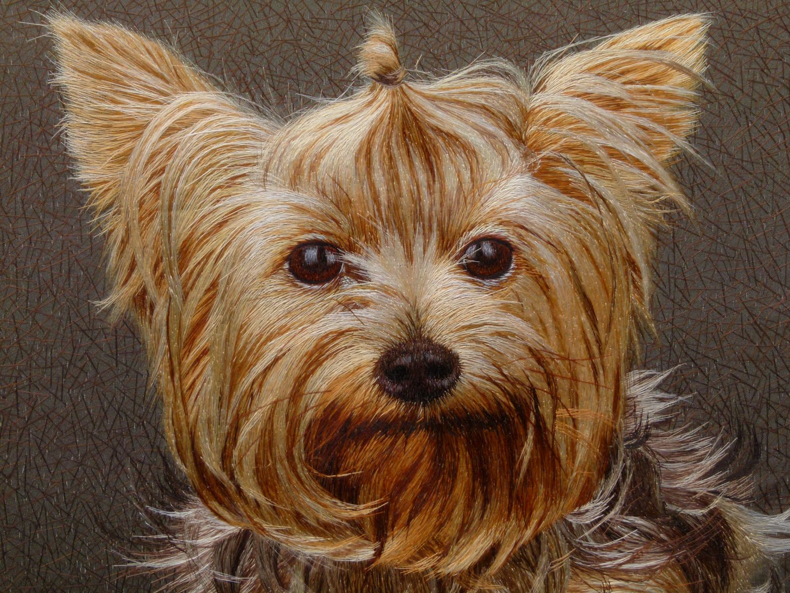 Yorkshire Terrier with Short Hair